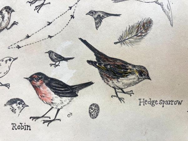CT UnBoxed Botanicals Bird Drawings